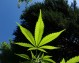 conducere sub influenta cannabisului